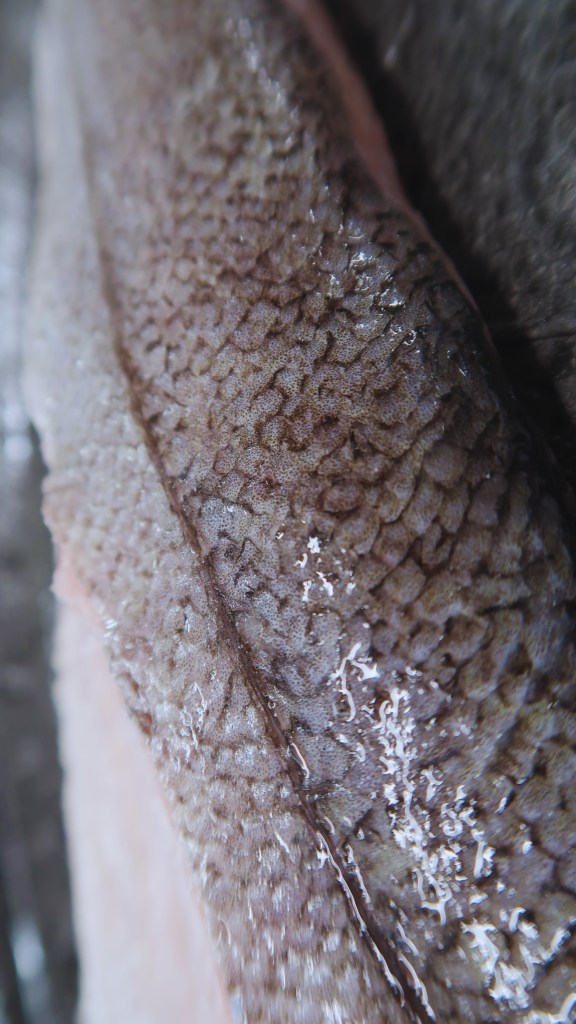 alt="poissonnerie drôme"